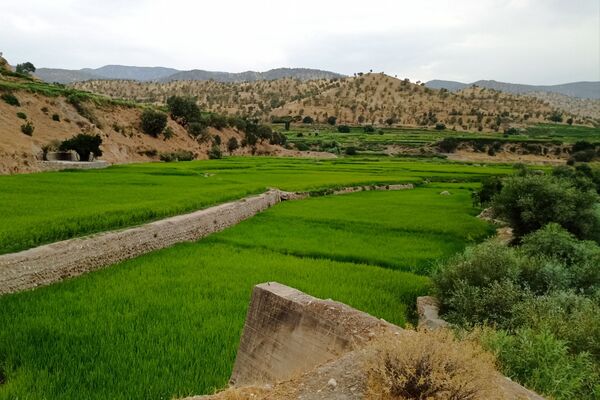 نجوای ارمند؛ سمفونی طبیعت در آبچنار