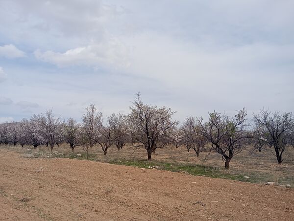  شکوفه های بهاری در روستای گزکوه