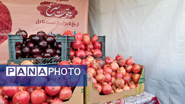 یاقوت سرخ اراک در جشنواره انار به نمایش درآمد