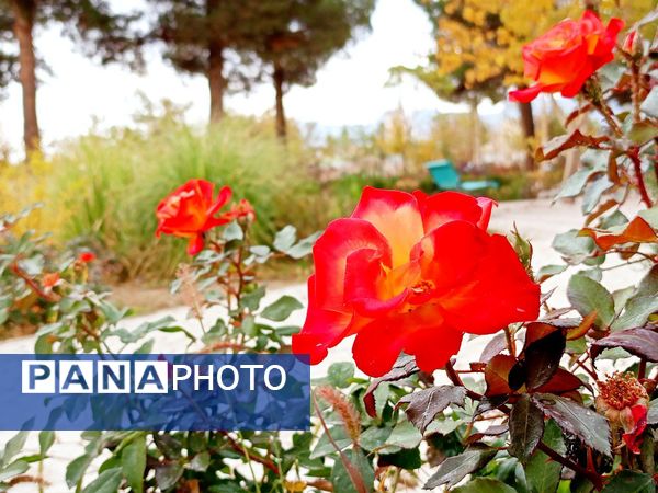 کاشمر در برگریزان پاییز