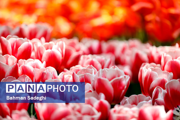 فصل لاله‌ها در بوستان باغ ایرانی