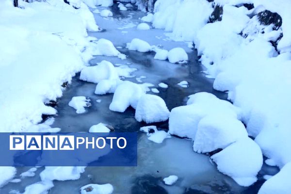 قابِ سفیدِ زمستان فـیـروزکــوه