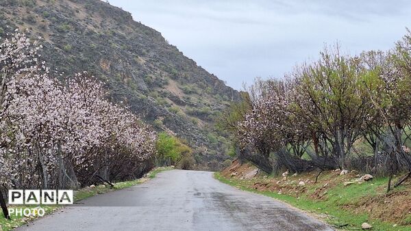 شکوفایی امید 