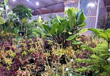  روز ملی گل و گیاه فرصتی برای تماشای زیبایی طبیعت است 