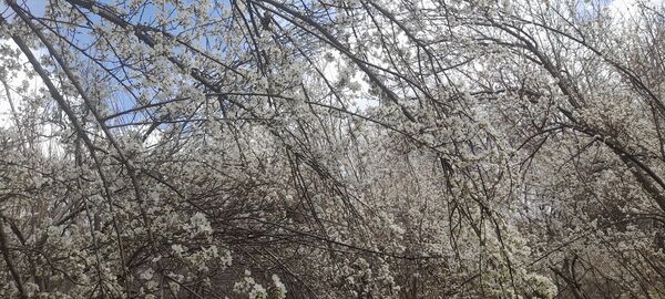 شکوفه‌های بهاری بر قامت درختان ‌