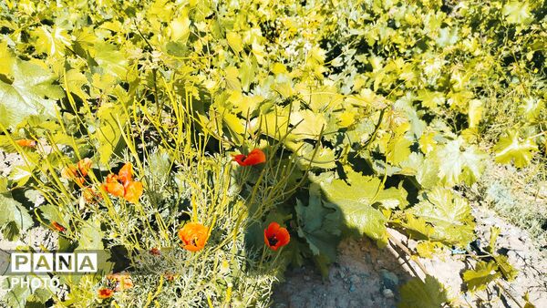 حال و هوای طبیعت در آخرین ماه فصل بهار