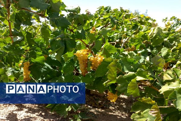 آغاز فصل برداشت انگور از باغات روستای گزکوه فاروج