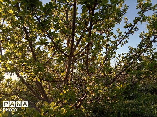 رویش شکوفه ها در روستای فرخ آباد