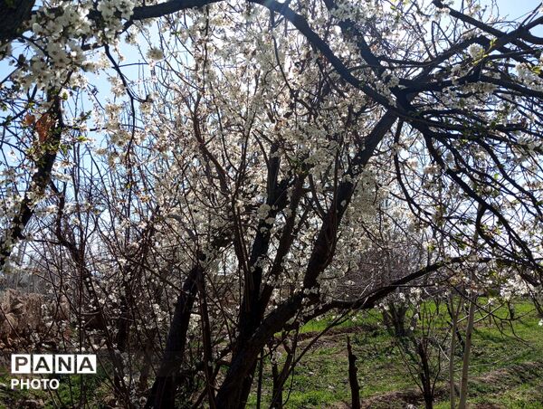 شکوفه دادن درختان روستای فیروزه
