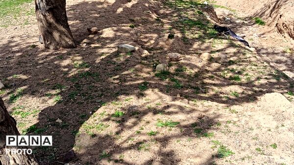 رویش شکوفه های امید در فصل بهار روستای برزنون 