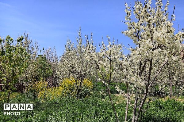 آلبوم تصویری از طبیعت زیبای شهر بار در اردیبهشت‌ماه  ۱۴۰۵ -1