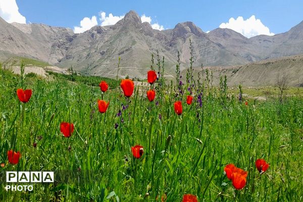 آلبوم تصویری از طبیعت زیبای شهر بار در اردیبهشت‌ماه  ۱۴۰۵ـ۲