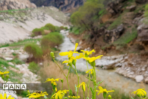 طبیعت روستای بیدله به هنگام بهار