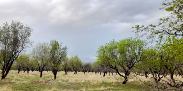 هنر در طبیعت نهفته است