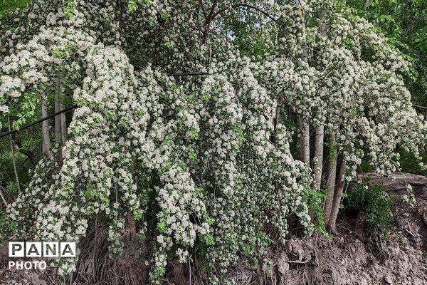 آلبوم تصویری از طبیعت زیبای شهر بار در اردیبهشت‌ماه  ۱۴۰۵ـ۲