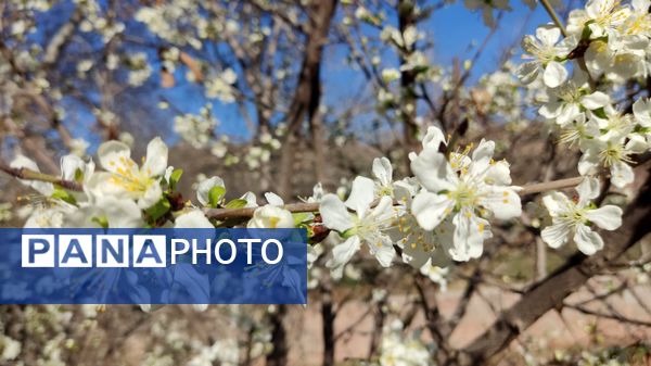 شهرستان نیشابور میزبان فصل بهار