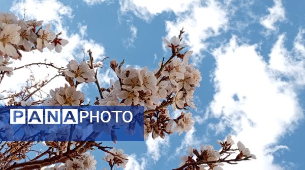 آوای گوش‌نواز بهار در طبیعت شهرستان‌بن