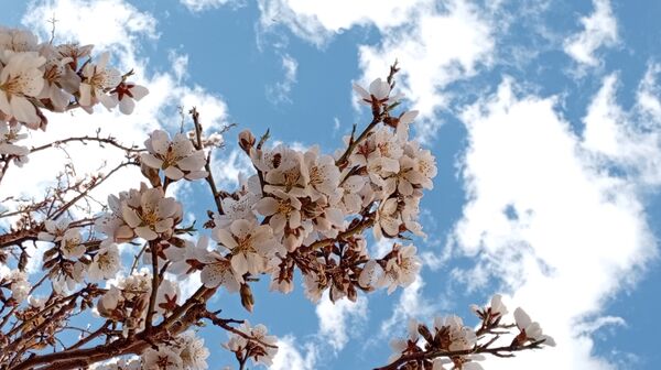 آوای گوش‌نواز بهار در طبیعت شهرستان‌بن