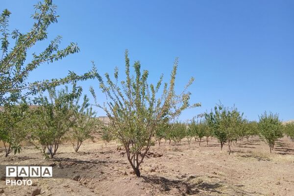 دستان پربرکت؛ روایت برداشت محصول در شیراز
