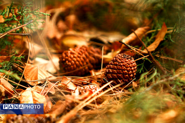 پاییز خیال انگیز در پارک جمشیدیه
