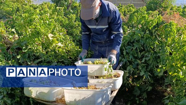 برداشت ۳۰ هزار تن انگور از تاکستان‌های ترشیز