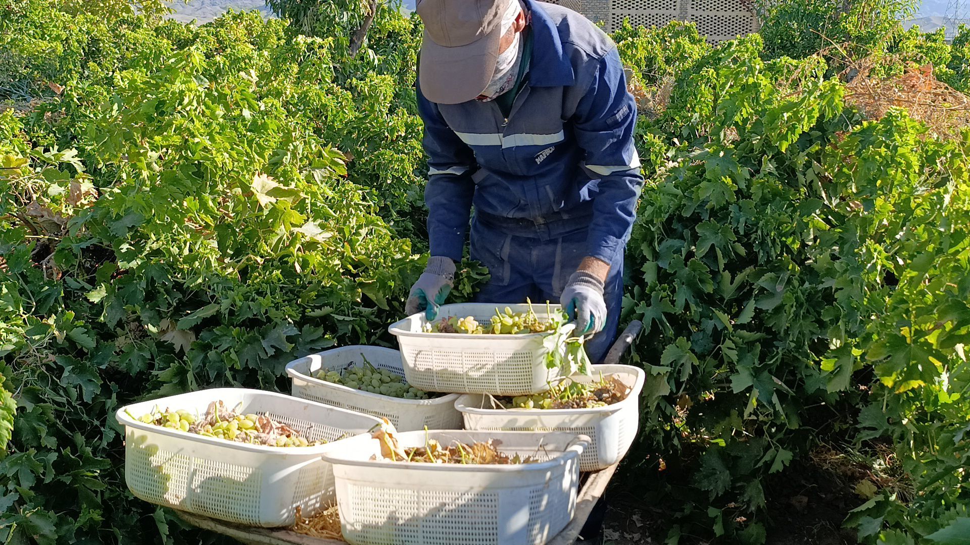 برداشت ۳۰ هزار تن انگور از تاکستان‌های ترشیز