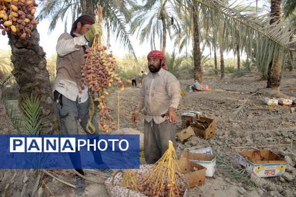 برداشت خرما در منطقه آبپخش