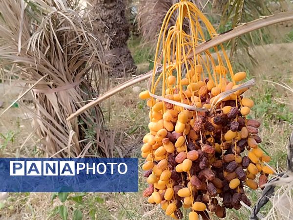 برداشت خرما در شهر رویدر 