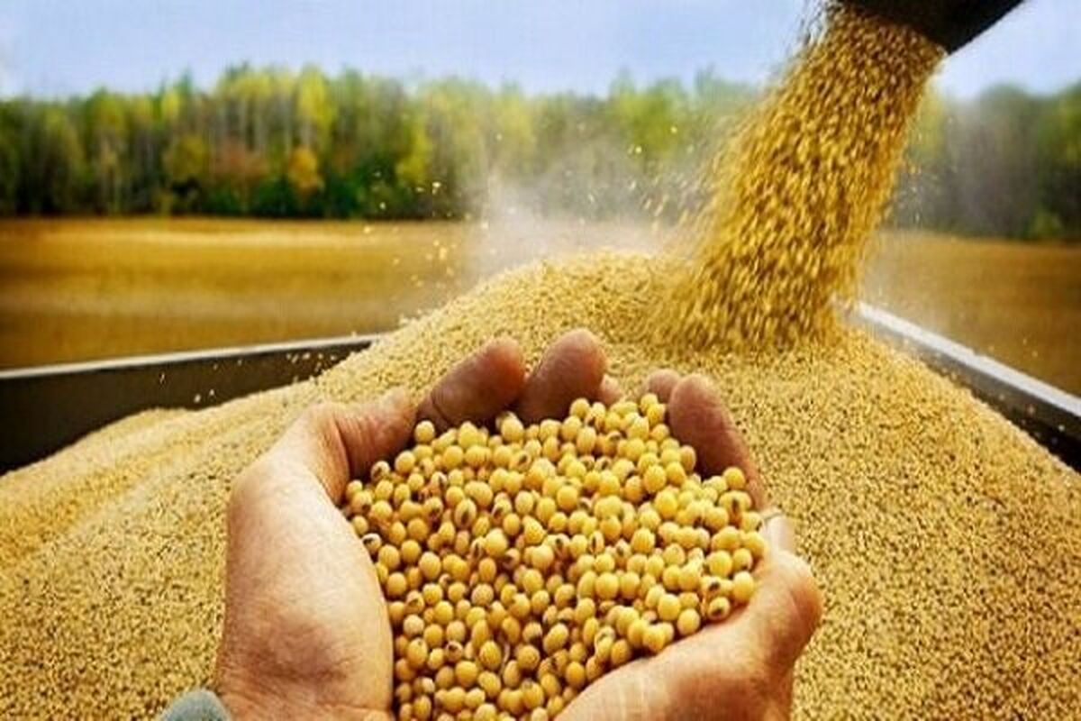 پهلوگیری همزمان ۱۰ کشتی حامل ذرت دامی در بندر امیرآباد