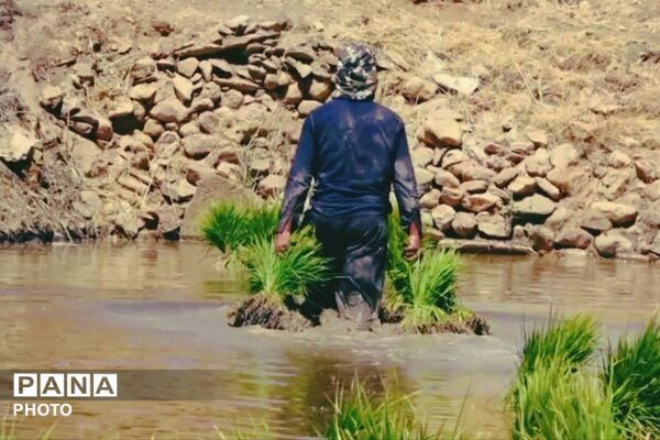 برنجکاری در پلبریده