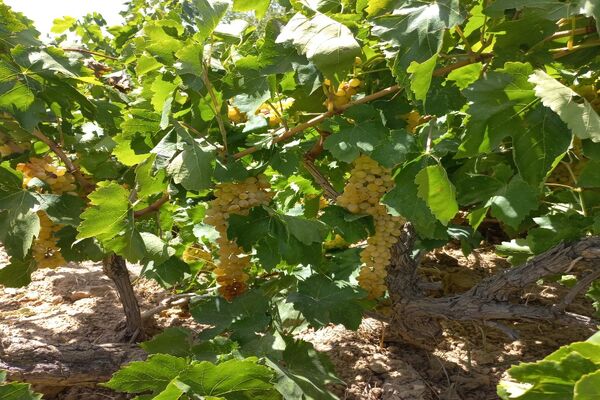 آغاز فصل برداشت انگور از باغات روستای گزکوه فاروج