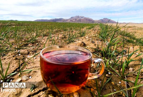 زمین سبز،زندگی سبز
