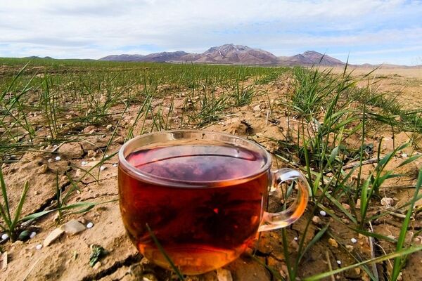 زمین سبز،زندگی سبز