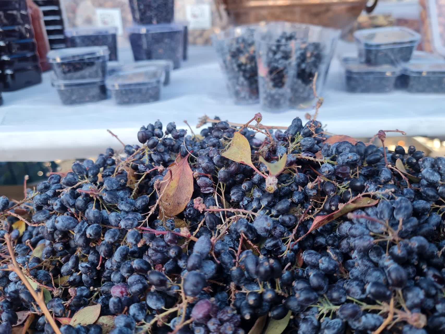 دومین جشنواره زرشک سیاه در روستای تیل شهرستان شبستر