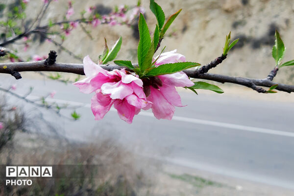 طبیعت روستای بیدله به هنگام بهار