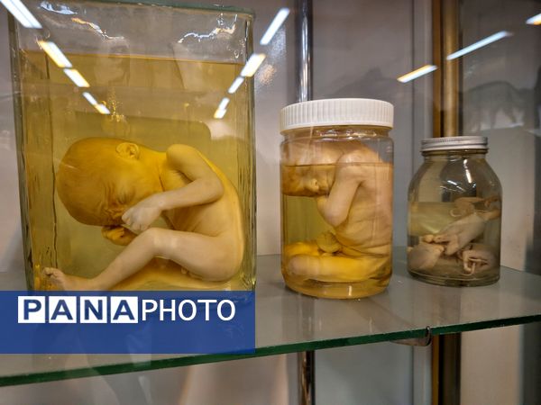 بازدید دانش‌آموزان از موزه زمین شناسی و جانور شناسی دانشگاه فردوسی مشهد