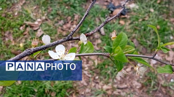 آوای گوش‌نواز بهار در طبیعت شهرستان‌بن