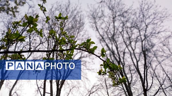 آوای گوش‌نواز بهار در طبیعت شهرستان‌بن