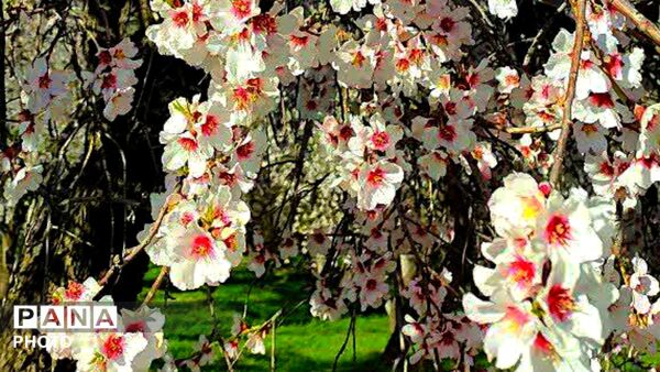 قلعه‌تک در اردیبهشت؛ جادوی باران و شکوفه