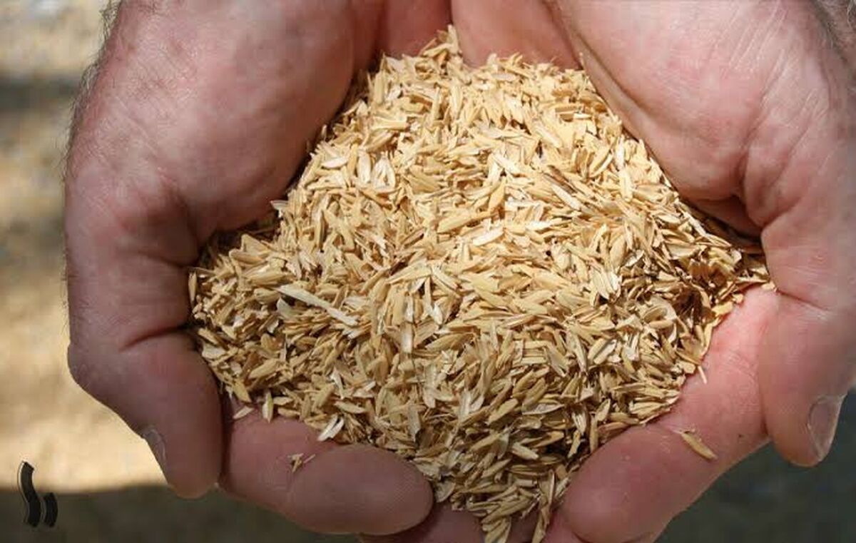 پیش‌بینی تولید ۳.۷ میلیون تن شلتوک برنج در کشور