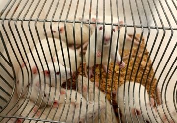 بازدید دانش‌آموزان دبیرستان پاسداران عفت از دانشکده علوم پزشکی شهرکرد 