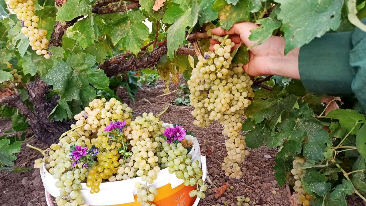 انگور توره، یاقوت سبز استان مرکزی در آستانه فصل زرین