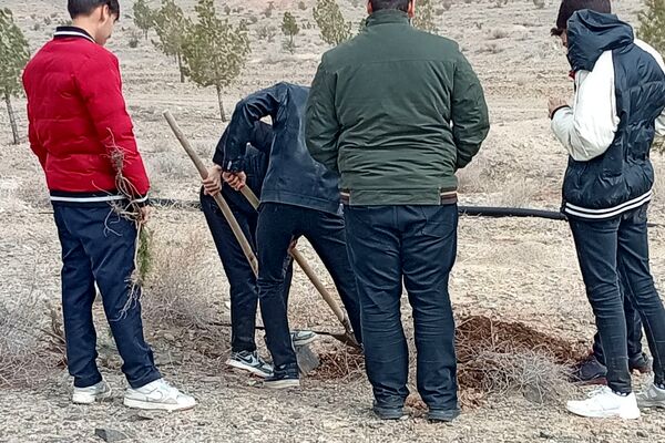 کاشت درخت در کاشمر