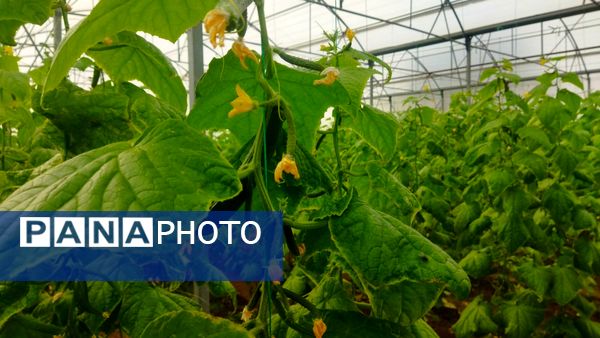 بازدید از گلخانه نمونه خسروشاه در هفته بسیج