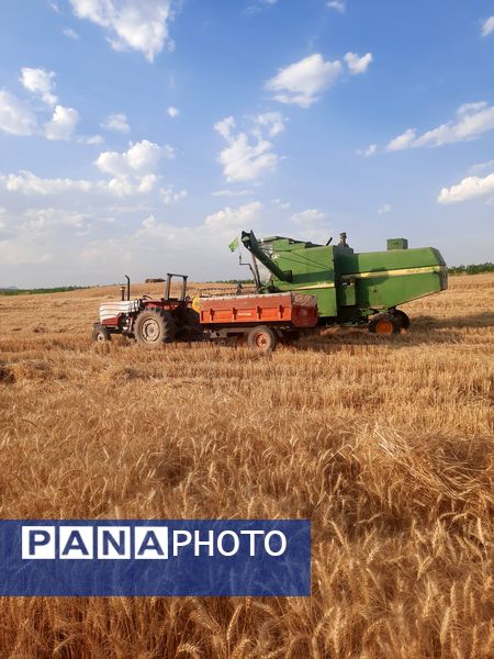  آغاز برداشت گندم از مزارع شهرستان هلیلان 