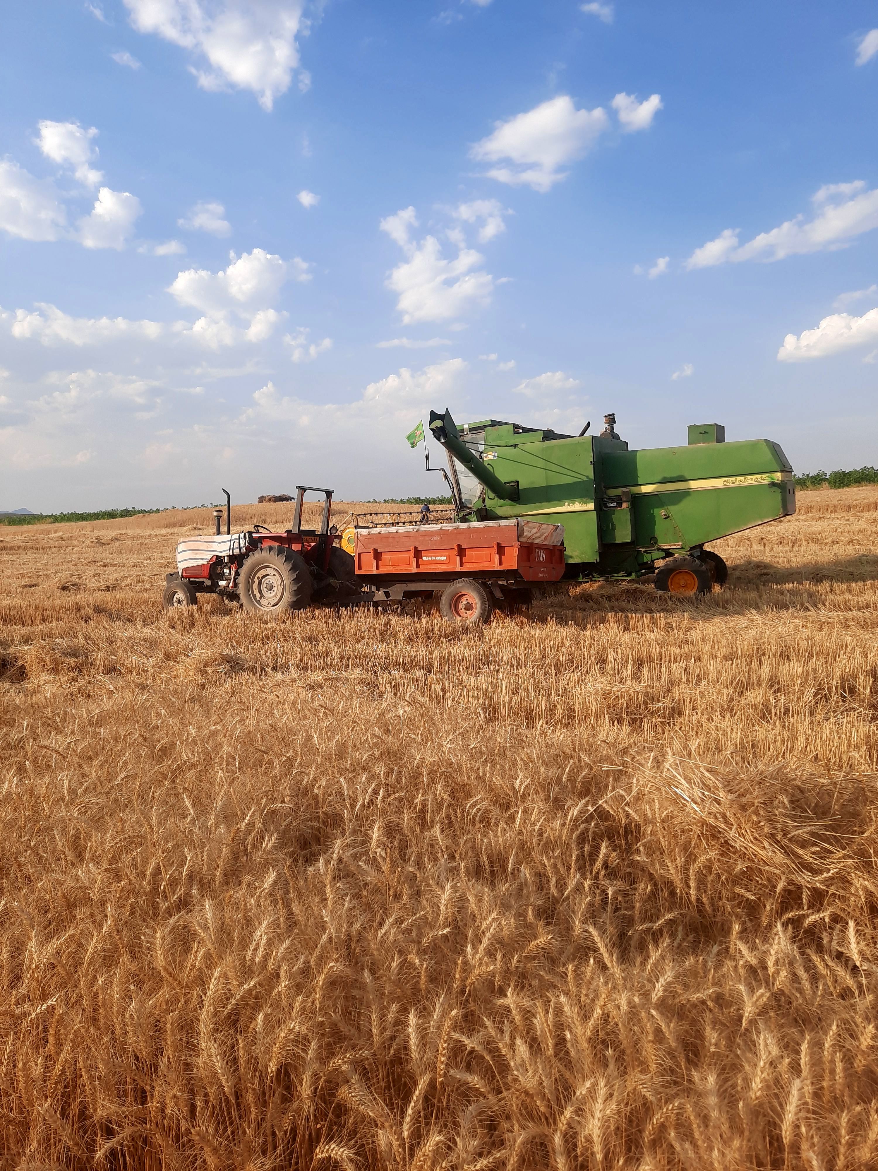  آغاز برداشت گندم از مزارع شهرستان هلیلان 