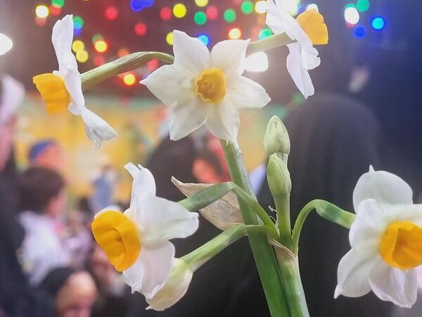جشن بزرگ نیمه شعبان به همت هیات شباب الرضا در مشهد
