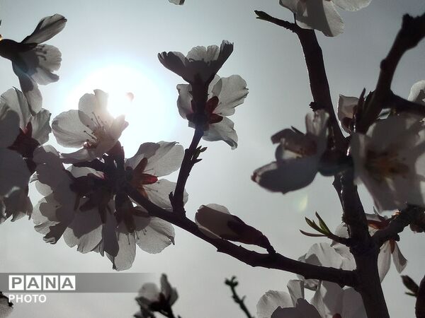 شکوفه‌های بهاری شهر بن، نویدبخش طراوت و زندگی دوباره