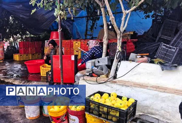 برگزاری جشنواره اناردون در روستای محمودآباد شهرستان فیروزکوه