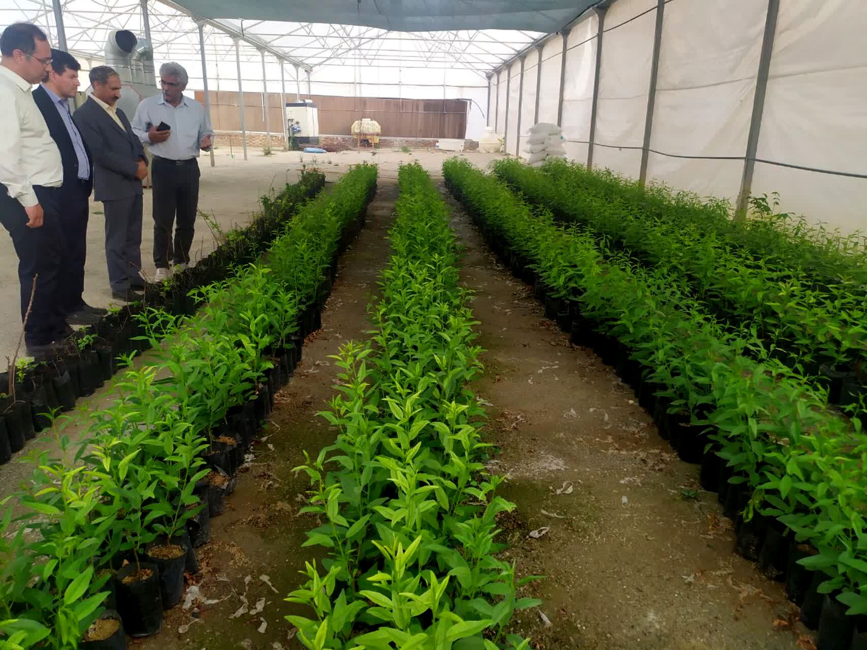 تولید ۳۵۰ هزار اصله نهال گردو و بادام در راستای طرح ملی کاشت یک میلیارد درخت